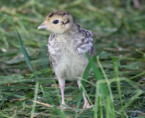 partridge and pheasant chicks