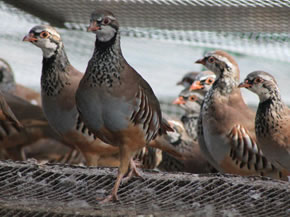 partridge poults for sale