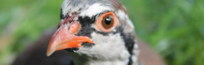 partridge poults related