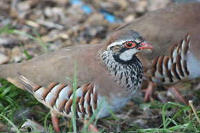 partridge poults