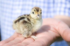 pheasant and partridge chicks