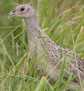 pheasant poults for sale