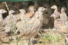 pheasant poults